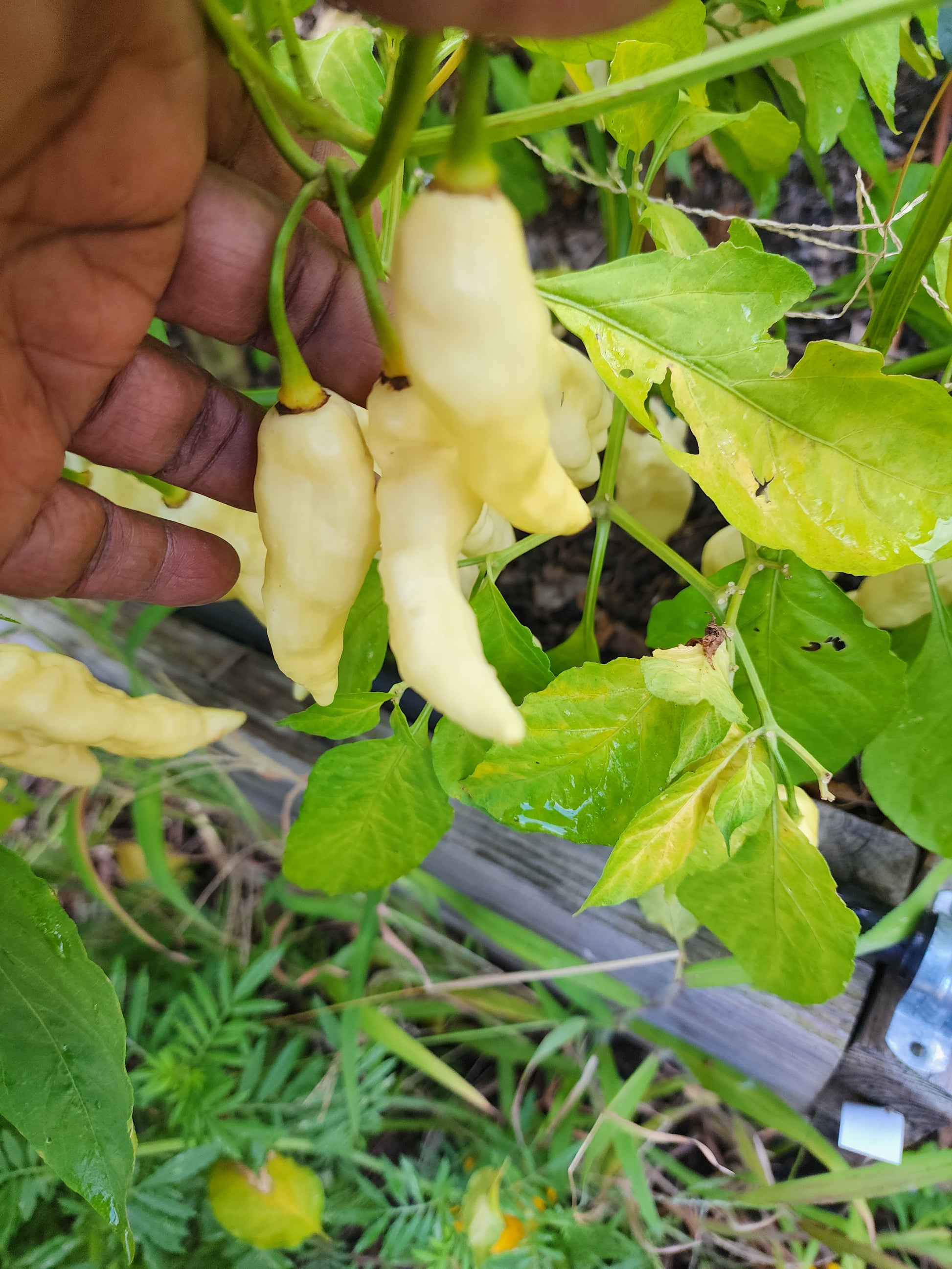 ghost plant seeds White Ghost Pepper Seeds – TheHoodGarden