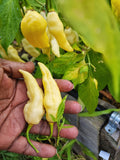 White Ghost Pepper Seeds