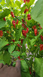 Primotalii Pepper Seeds