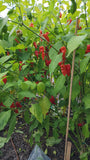 Primotalii Pepper Seeds