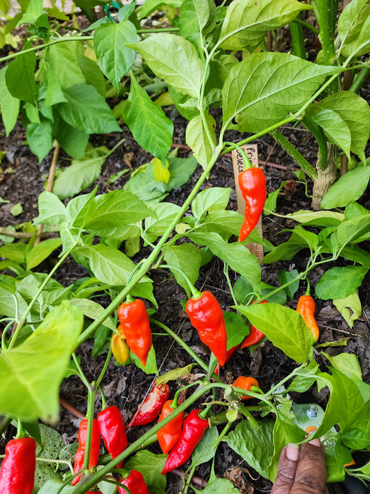Primotalii Select Pepper Seeds