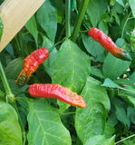 Ghostly Jalapeño Pepper Seeds