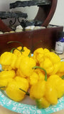 7 Pot Brain Yellow Pepper Seeds