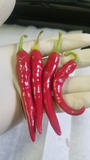 Ring Of Fire Pepper Seeds