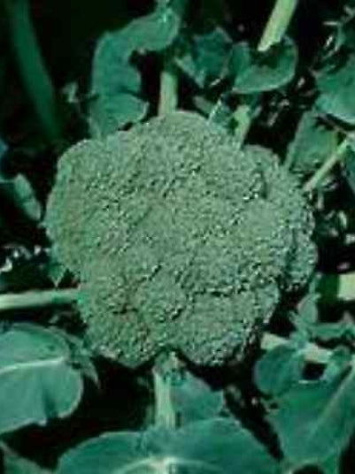 Waltham Broccoli Seeds