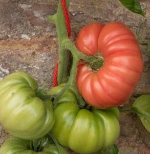 Mortgage Lifter Tomato (Organic)