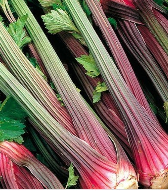 Pink Plume Celery (Organic)