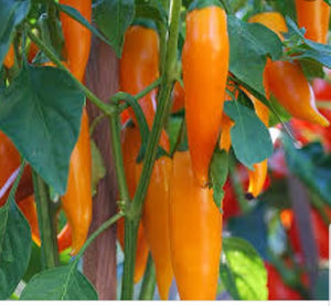 Bulgarian Carrot Pepper Seeds