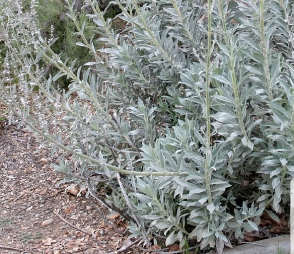 White Sage Seeds (Organic)