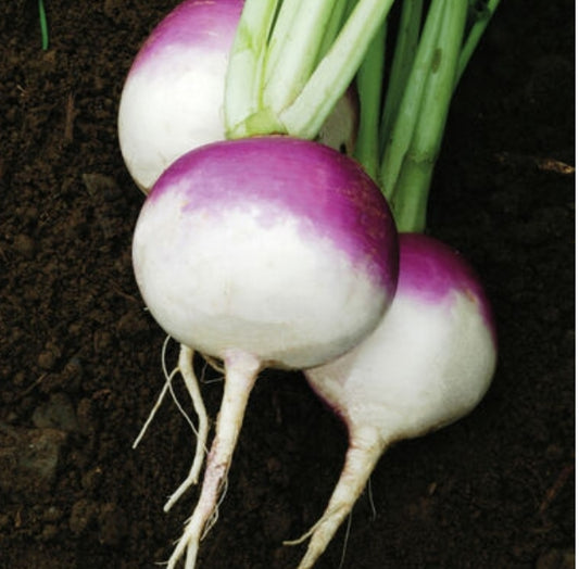 Purple Top White Globe Turnip (greens)