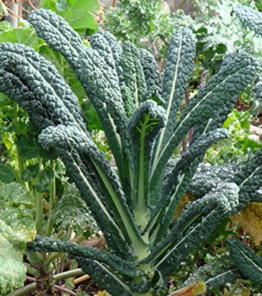 Lacinato Kale Seeds (Organic) aka Dinosaur Kale and Tuscan Kale