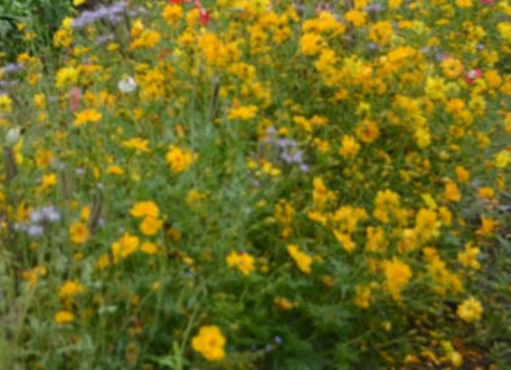 Bee Feed Flower Mix Seeds
