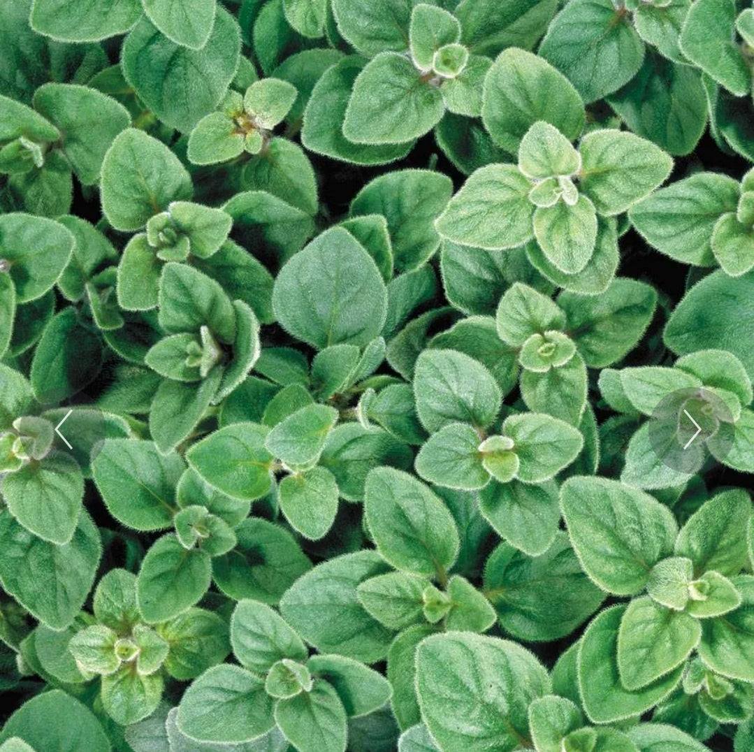 Organic Greek Oregano Seeds