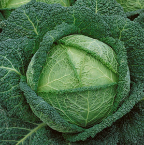 Savoy Perfection Cabbage Seeds