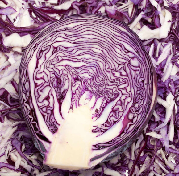 Mammoth Red Rock Cabbage Seeds