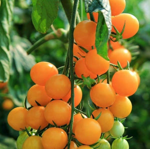 Gold Nugget Tomato Seeds