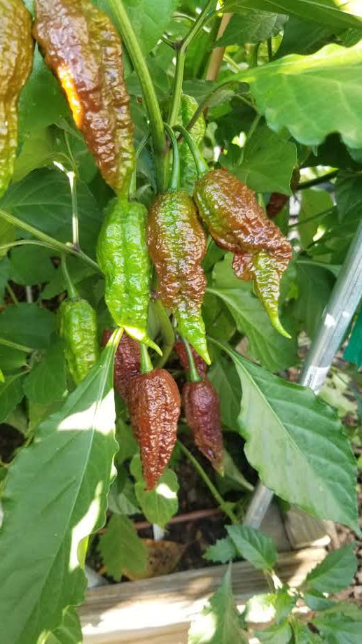 ghost plant seeds Chocolate Ghost Gnarly Pepper Seeds