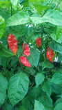 Fatalii (Yellow/Red) Pepper Seeds