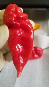 Fatalii (Yellow/Red) Pepper Seeds