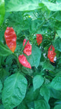 Fatalii (Yellow/Red) Pepper Seeds