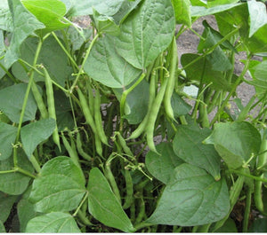Empress Bean (Organic)