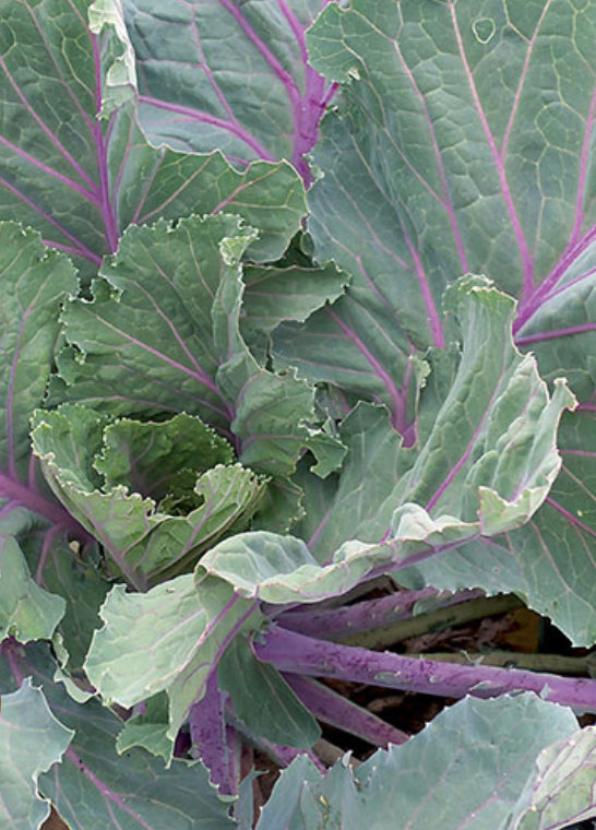 Old Timey Blue Collards (Organic)