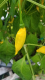 Ají Limón/Lemon Drop Pepper Seeds