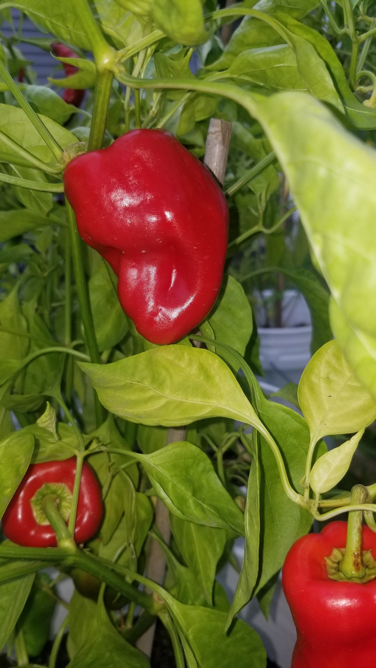 Paprika Pepper Seeds