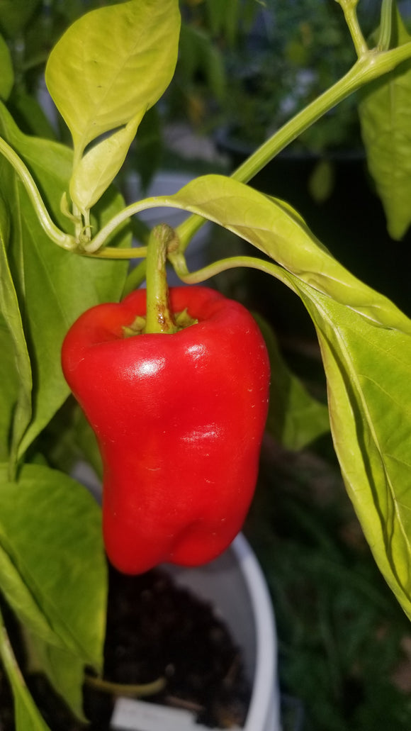 Paprika Pepper Seeds