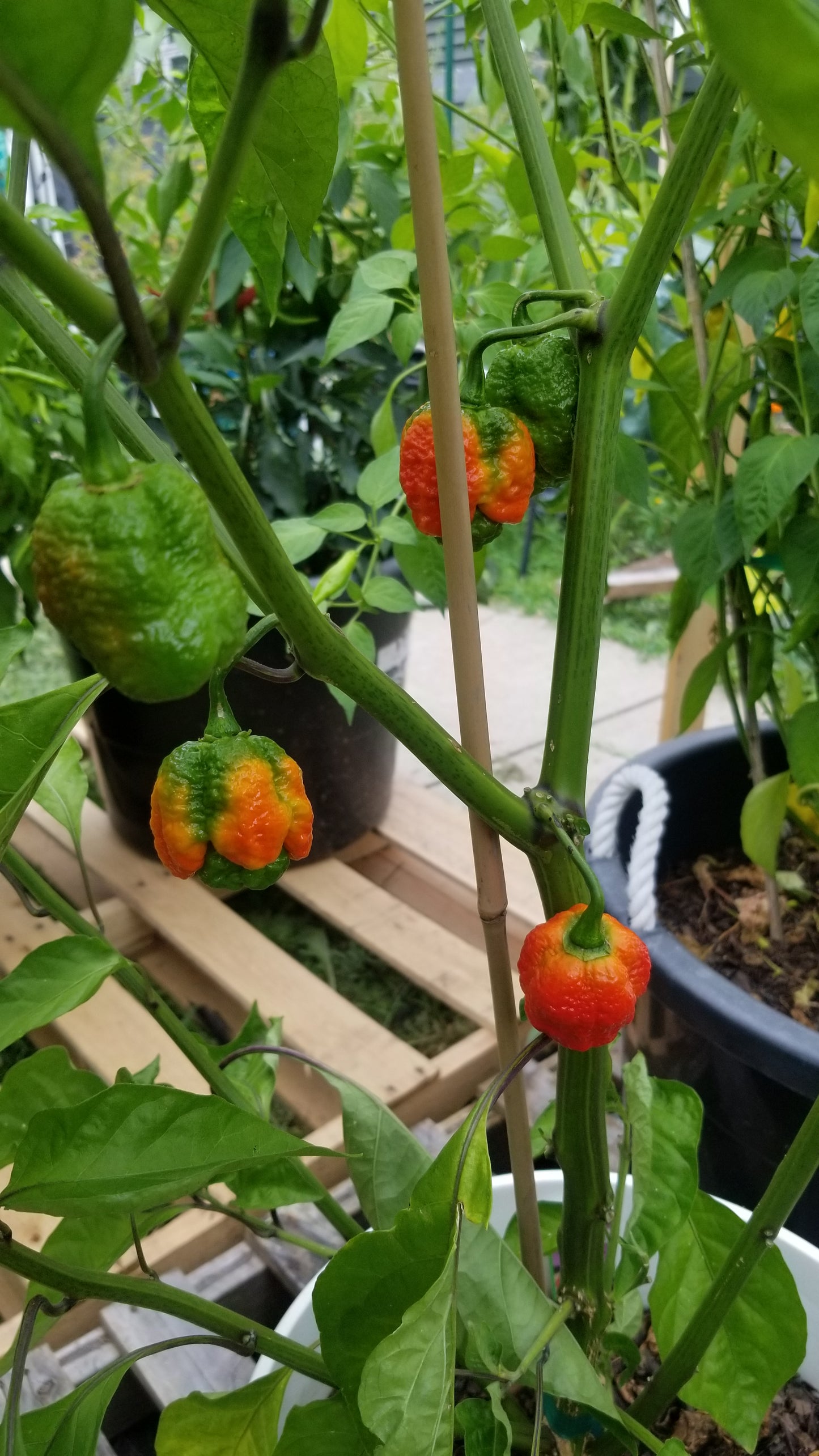 Carolina Reaper Pepper Seeds