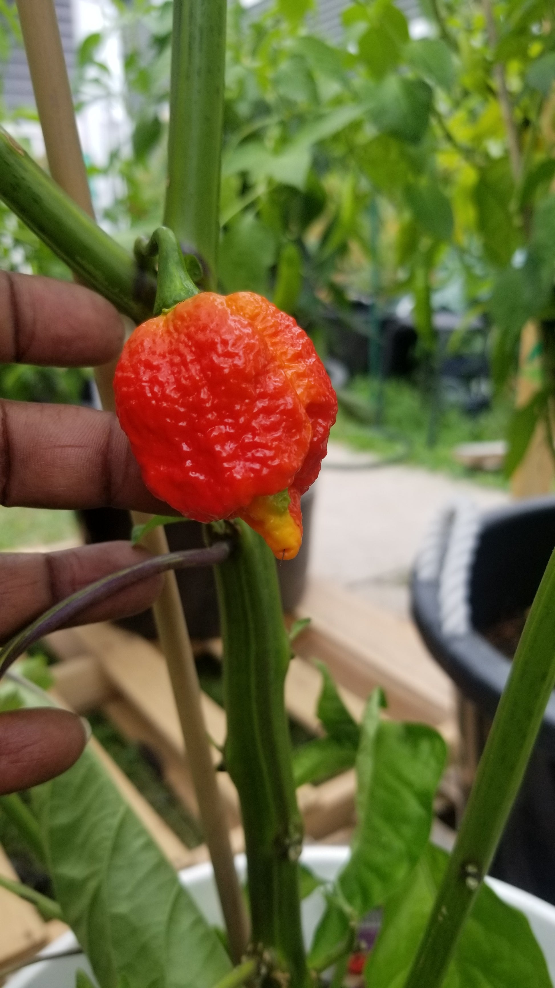carolina reaper seeds for planting Carolina Reaper Pepper Seeds 10+ seeds