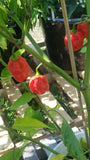 Carolina Reaper Pepper Seeds