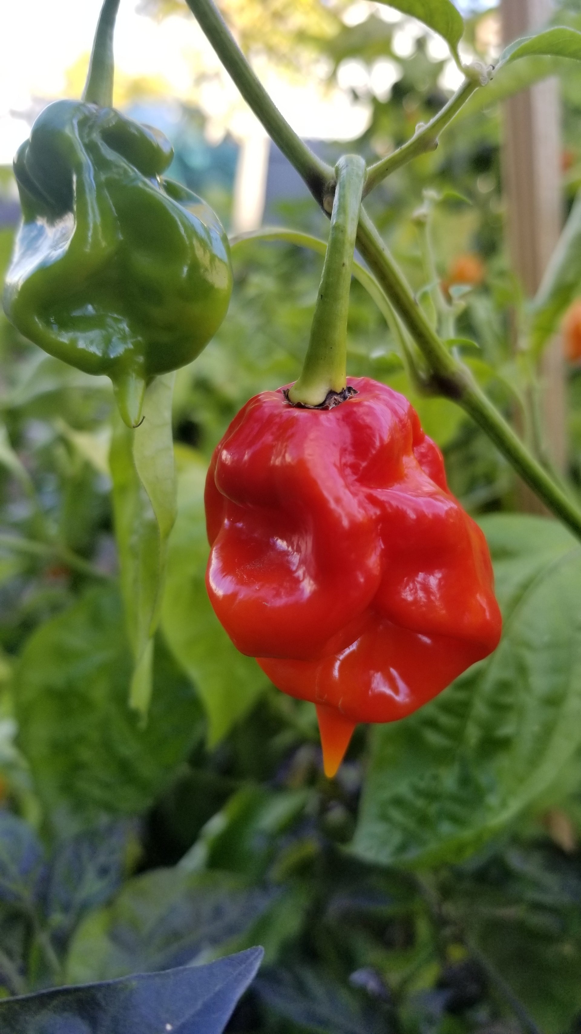 moruga scorpion plant Moruga Scorpion Pepper Seeds