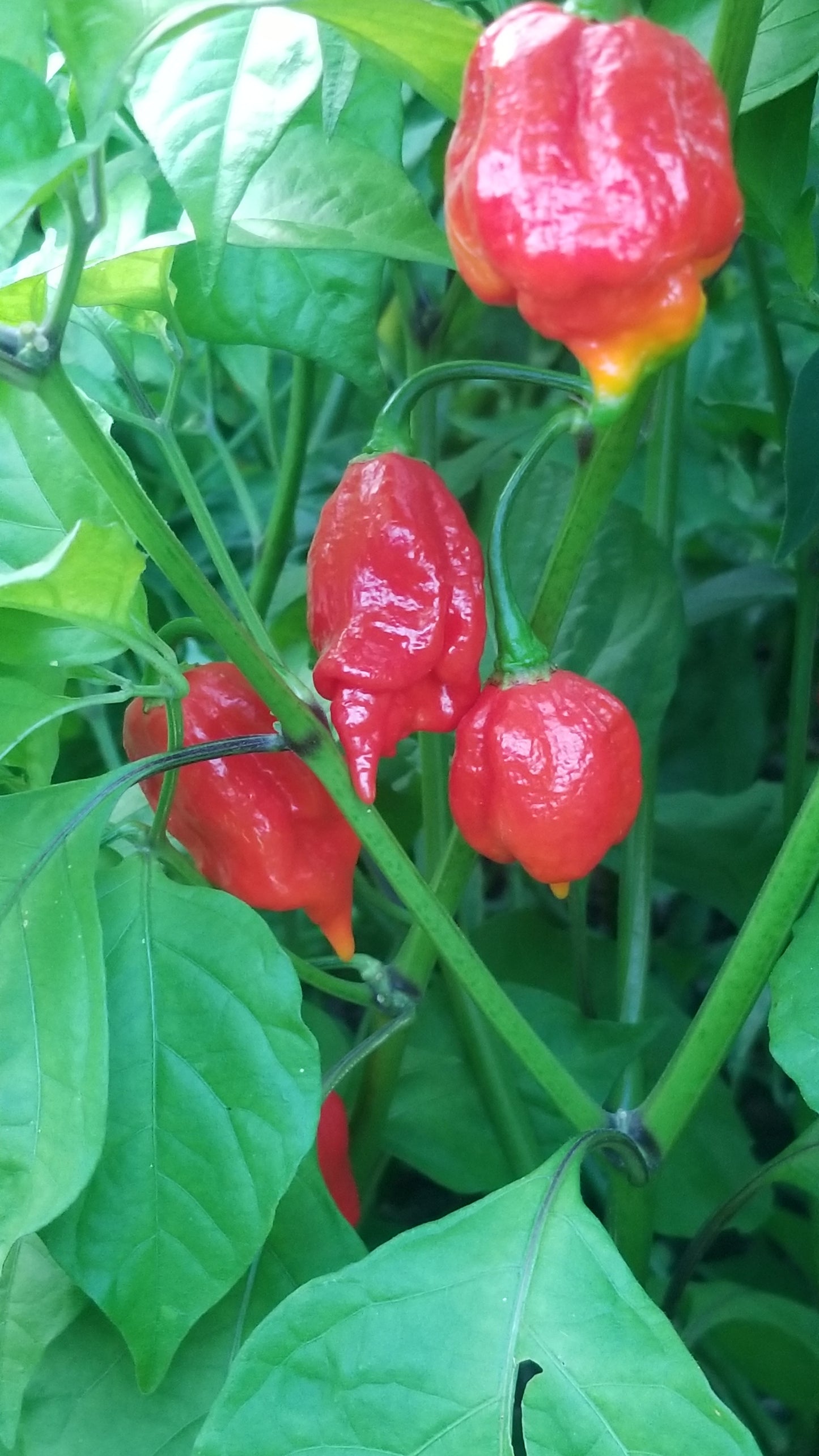 Moruga Scorpion Pepper Seeds