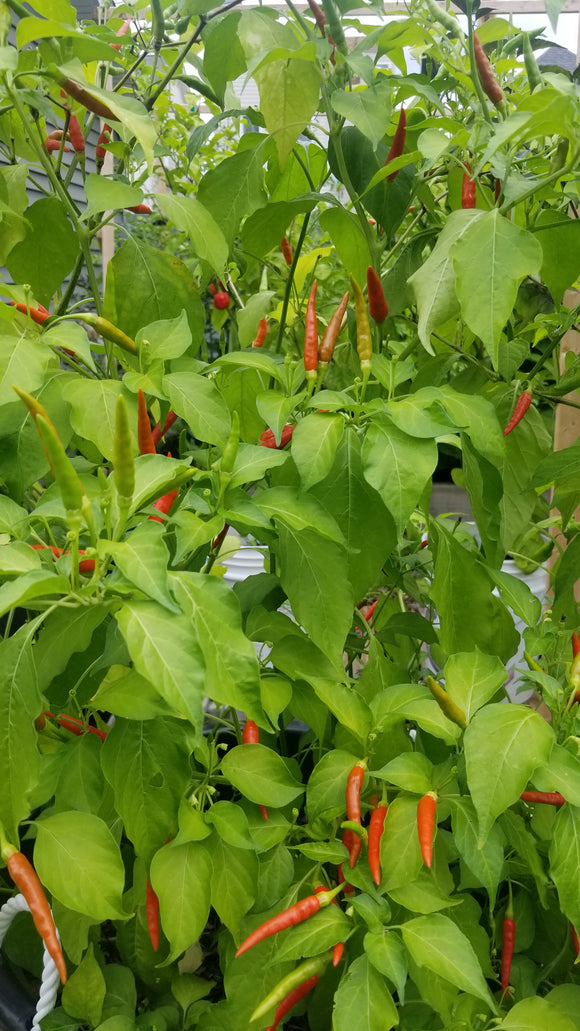 Thai Red Pepper Seeds